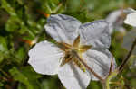 Sticky nightshade